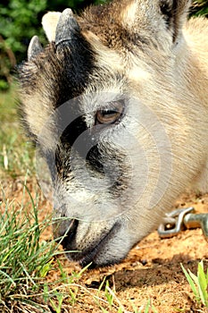 Pygmy Goat Sniffing