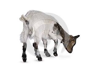 Pygmy goat on white background