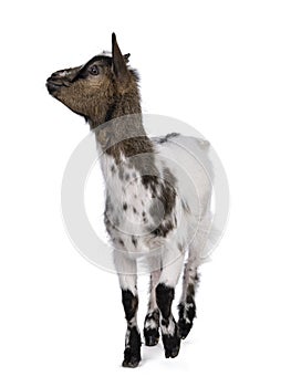 Pygmy goat on white background