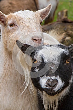 Pygmy goats