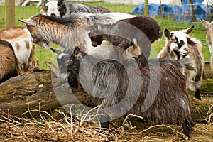 Pygmy goats