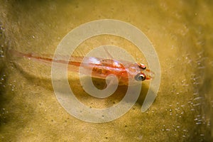 Pygmy goby