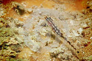 Pygmy goby