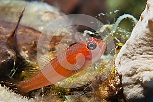 Pygmy goby