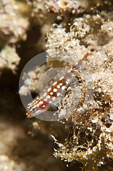 Pygmy goby