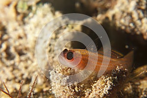 Pygmy goby photo