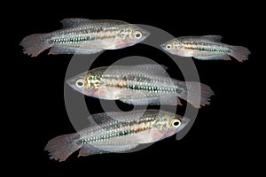 Pygmy gourami (Trichopsis pumilus) aquarium fish photo