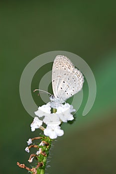 Pygmy Grass Blue