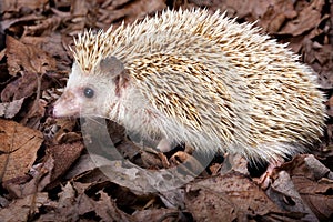 Pygmy hedgehog