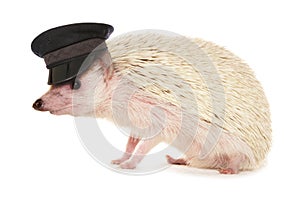 Pygmy hedgehog wearing chauffeur hat
