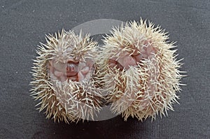 Pygmy hedgehogs.