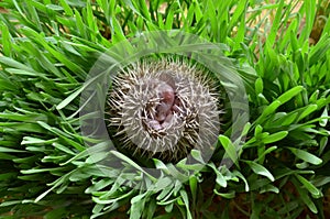 Pygmy hedgehogs.