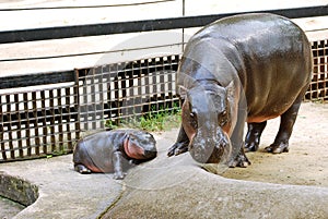 PYGMY HIPPO