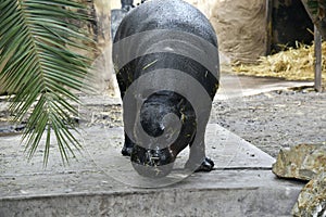 A pygmy hippo