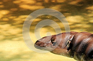 Pygmy Hippo