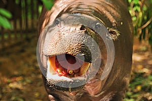 PYGMY HIPPO