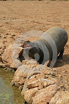 Pygmy hippo