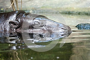 Pygmy hippo