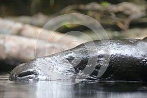 Pygmy hippo above water