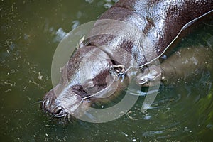 Pygmy hippo and baby