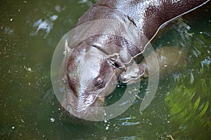 Pygmy hippo and baby