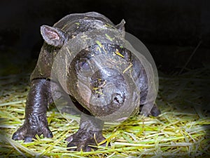 Pygmy hippo baby