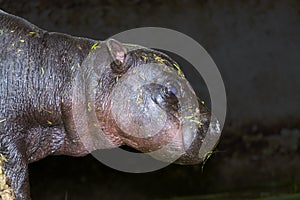 Pygmy hippo baby