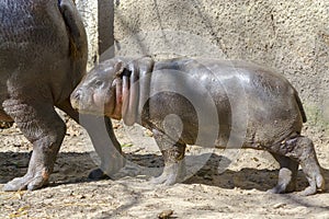 Pygmy hippo baby in the spring sunshine