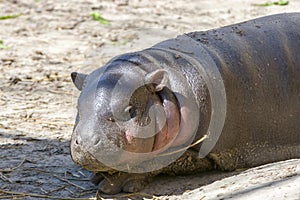 Pygmy hippo baby in the spring sunshine