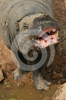 Pygmy hippo with big smile