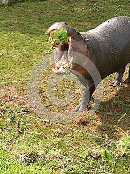 Pygmy Hippo Catch!