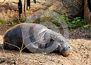 Pygmy Hippo (Choeropsis liberiensis) in Liberia