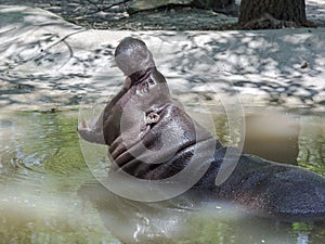 Pygmy hippo (Choeropsis liberiensis) yawning