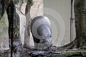 the pygmy hippo is eating hay