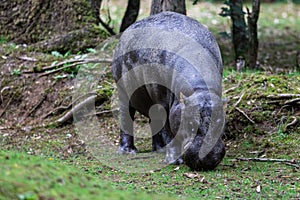 A pygmy hippo eats grass