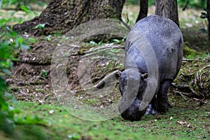 A pygmy hippo eats grass