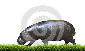 Pygmy hippo with green grass isolated