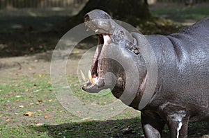 Pygmy Hippo With His Head Up and His Mouth Open