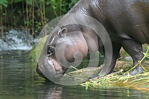 A Pygmy Hippo at a lake sniffing and drinking water off it