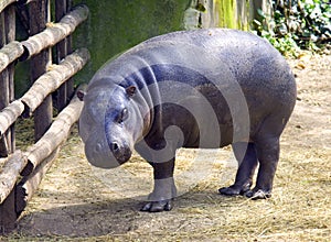 Pygmy Hippo Liberian hippopotamus nostrils ear photo