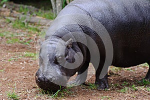 Pygmy hippo looks at camera