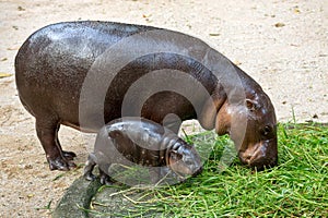 Pygmy hippo mom and baby are resting.