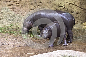 Pygmy Hippo - mother and baby