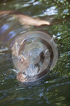 Pygmy hippo playing