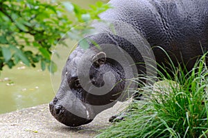 Pygmy hippo by the pool