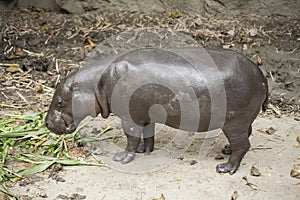 Pygmy Hippo / pygmy hippopotamus is a small