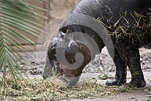 Pygmy hippo side view