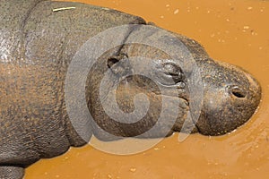 Pygmy Hippo Sleeping in Water