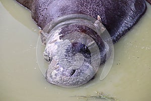 Pygmy hippo sleeps in mud puddle