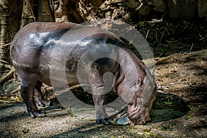 Pygmy Hippo, small hippopotamus